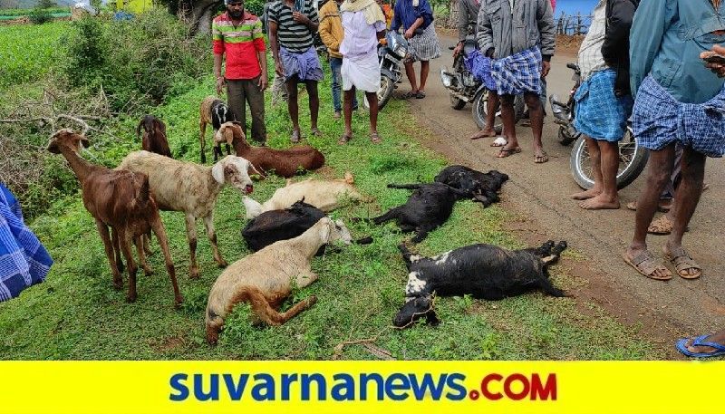 7 Goat Dies in Car Accident in chamarajanagar snr