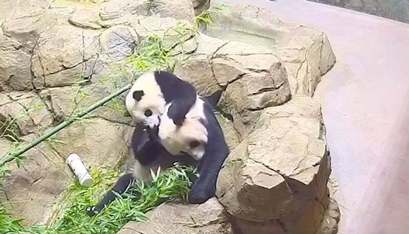 Panda cub playing with its mama leaves the internet in awe; watch the video-tgy