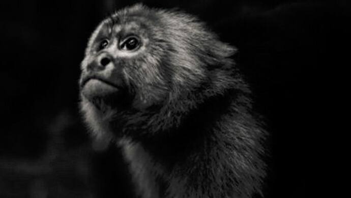 Monkey B Virus: चीन में संक्रमित डॉक्टर की मौत, 1932 से सबसे पहले मिला था यह वायरस