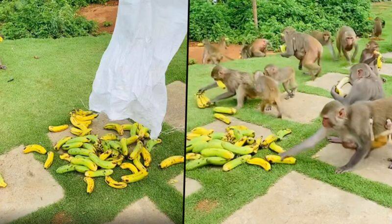 Its party time: Man throws banana treats for monkeys (Video) - gps