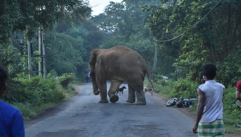 Woman Dies Due to Elephant Attack at Anekal in Bengaluru grg