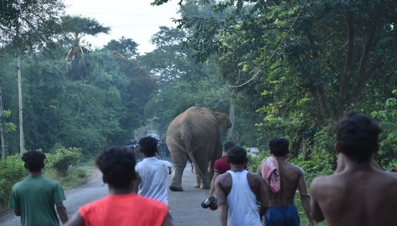 Man died by elephant attack in chikkamagaluru, who went for searching missing cow akb