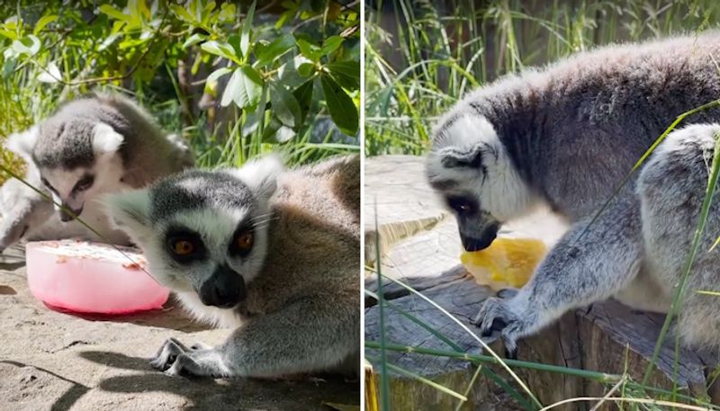 Lemurs enjoying icy treats to beat the heat will make your day; watch the video-tgy