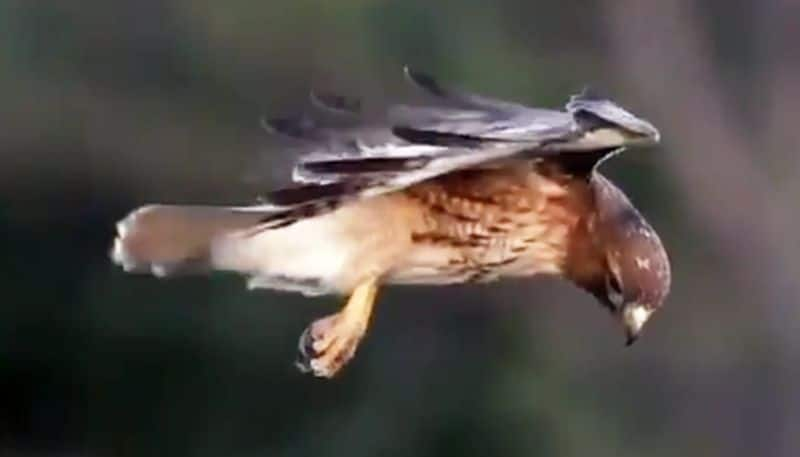 Red-tailed hawk hovers during the hunt; breathtaking video goes viral - gps