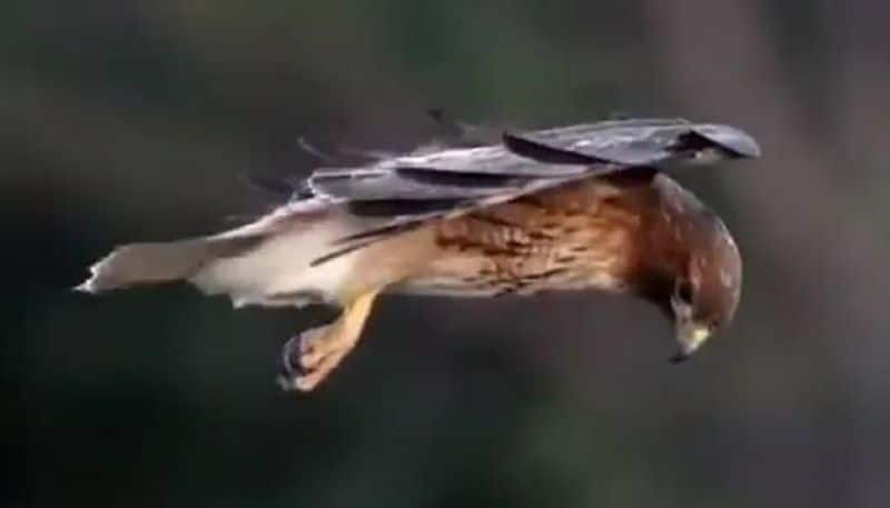 hawk hovering while hunting video