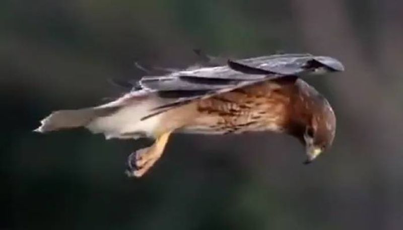 hawk hovering while hunting video