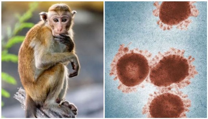 monkey b virus causes and prevention