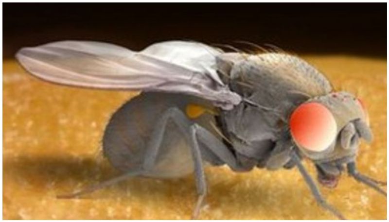 Rejected for sex fruit flies get intoxicated with alcohol says studies