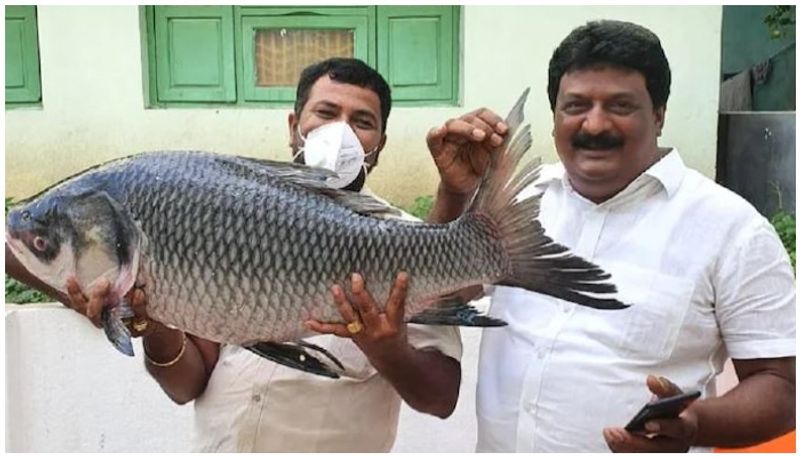 Andhra dad gifts newlywed daughter 1000kg fish, 250kg sweets, 10 goats