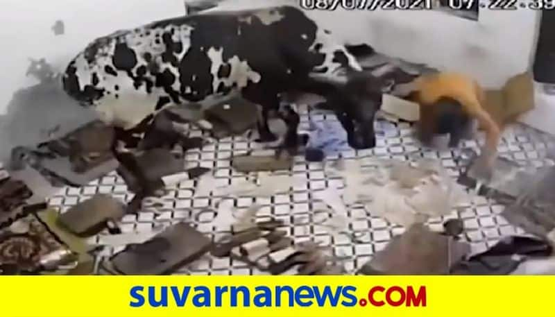 Bull Enters Home Creates Ruckus Incident Caught in CCTV pod