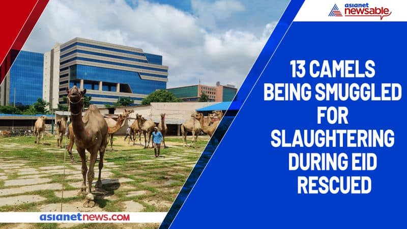 13 camels being smuggled for slaughtering during Eid rescued-ycb