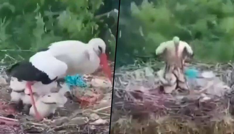 Bird protects its babies from rain; watch viral video - gps