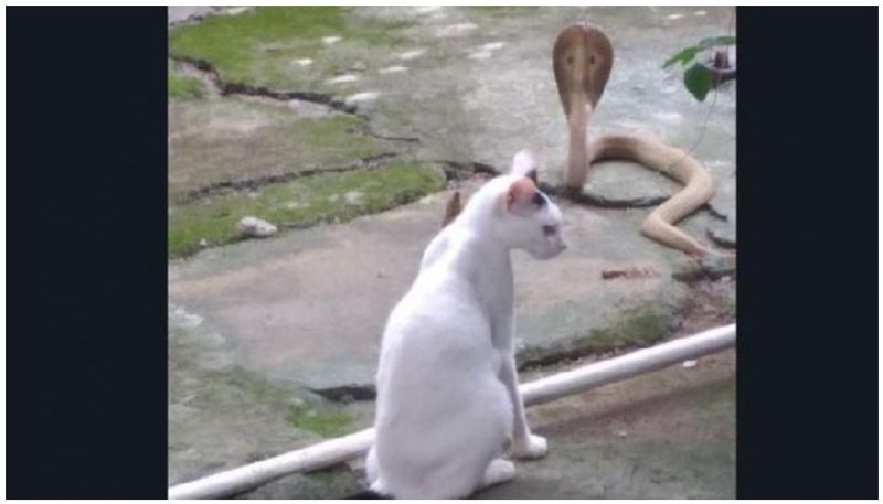 Pet cat stands guard against cobra for 30 minutes