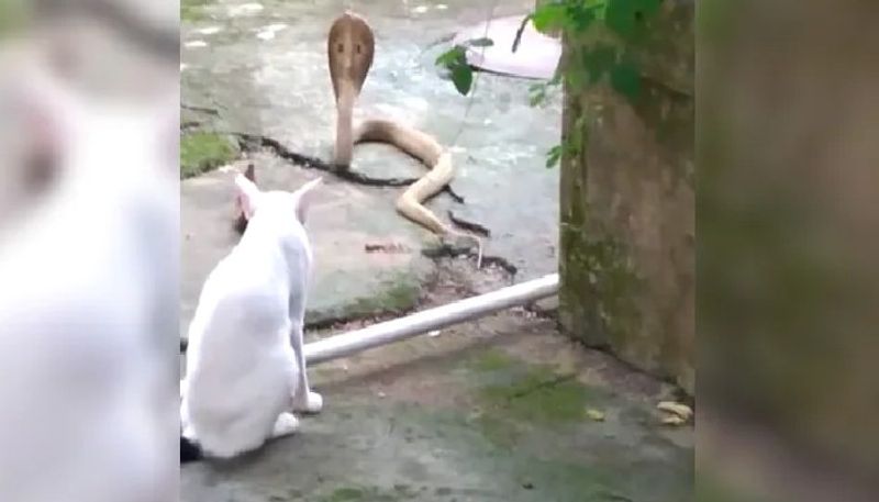 viral pictures in which cat resists king cobra