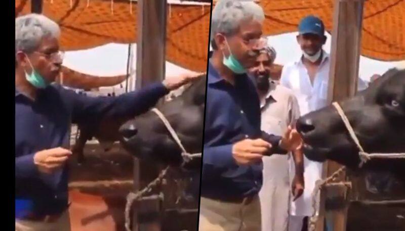 Pakistani reporter interviews buffalo on Eid; check cattle's hilarious reply - gps