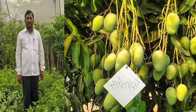 22 mango varieties in one tree