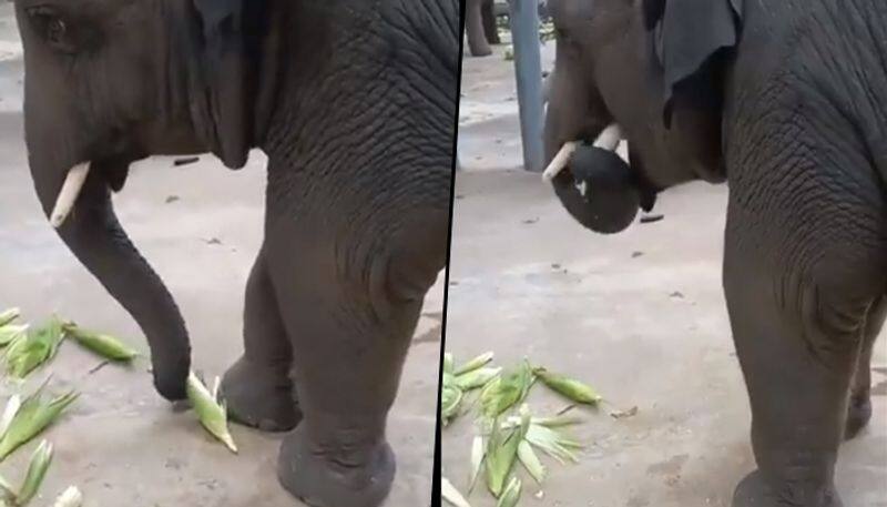 Elephant enjoys maize in monsoon season, watch heartwarming video - gps