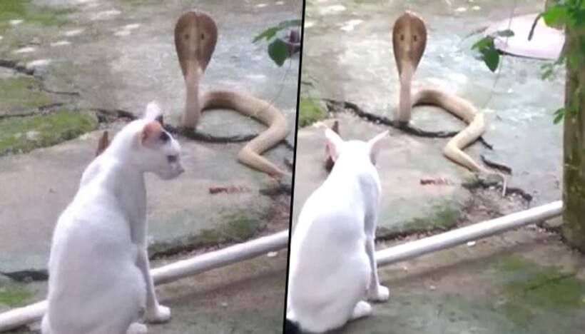 Brave cat stands guard against cobra to protect the family; watch video