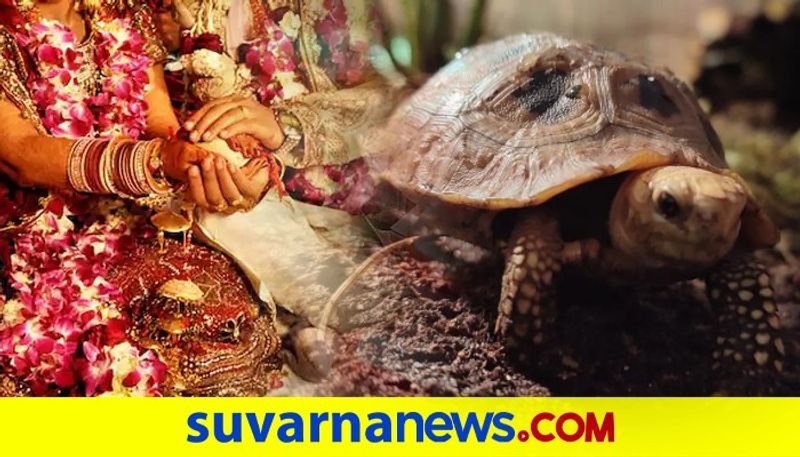 Man demands 21 tortoises black Labrador rs 10 lakh as dowry in Maharastra dpl