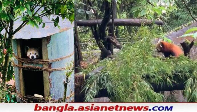 দার্জিলিং চিড়িয়াখানা আলো করে এল শিশু রেডপান্ডা,  'ইয়েশি'কে নিয়ে আনন্দে মেতে বাবা 'পাবু'