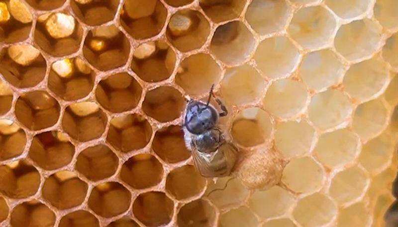 Watch Brood (baby bee) taking its first step is a must watch-tgy