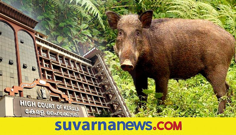 Kerala High Court Permits Farmers To Hunt Wild Boars Attacking Agricultural Lands dpl