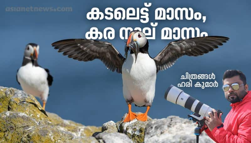 Puffins with beaked fish rare achievement for a Malayalee photographer