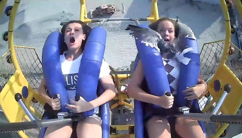 Girl gets slapped by seagull while on a slingshot ride; watch video-tgy