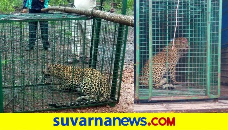 Leopard trapped released into forest Udupi photos mah