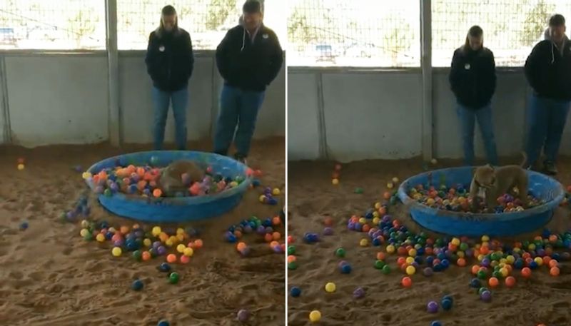 Joyful dog jumps into a pool of colourful balls; watch video-tgy