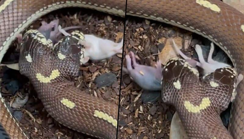 Two-headed snake swallows two mice together; watch viral video - gps