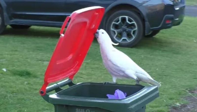 cockatoos open bin for food video