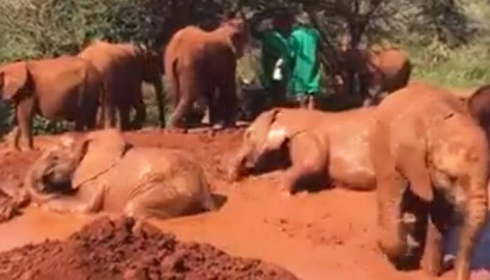 Herd of elephants have fun during mud bath; watch adorable video