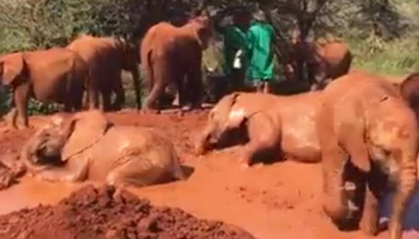 Herd of elephants have fun during mud bath; watch adorable video