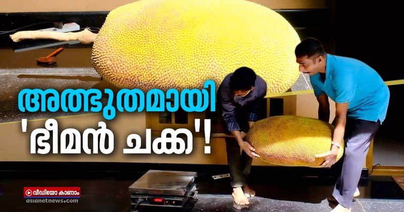 giant jack fruit in thrissur chentrappinni