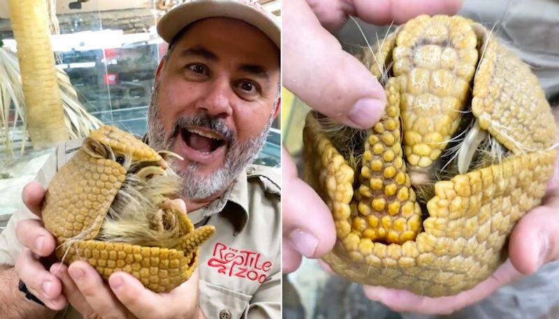 Three-banded Armadillo curling up into a ball makes Pokemon fans go crazy; watch video-tgy