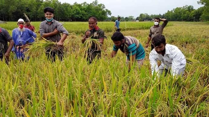 বিদ্যুৎবাহী তার যাবে জমির উপর দিয়ে, ঘুম উড়েছে মুর্শিদাবাদের কৃষকদের