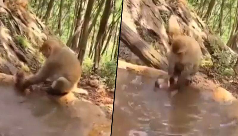 Mother monkey bathes its kid; adorable video will make your day - gps