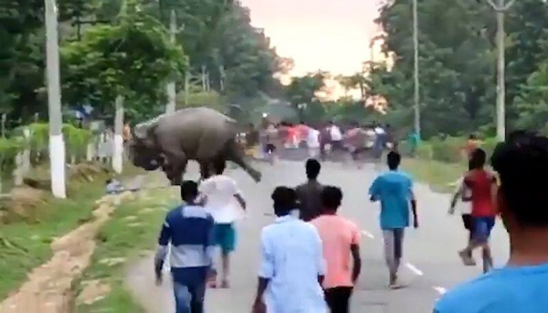 Angry Elephant crushes man after getting teased by a group of people, watch spine-chilling video-tgy