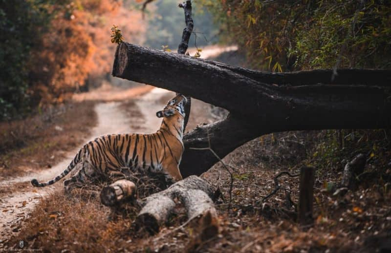 International Tiger Day special conservation focus India-VPN