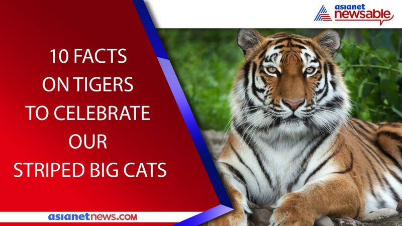 international tiger day wildlife save our tigers facts