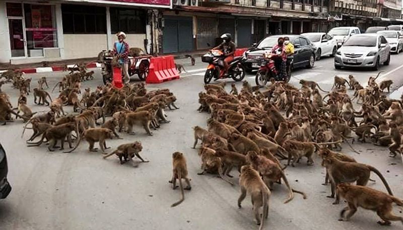 Rival Monkey gangs fight on the road over food; watch viral video - gps