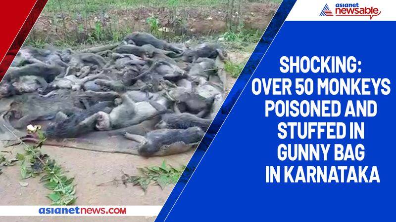 Shocking Over 50 monkeys poisoned and stuffed in gunny bag in Karnataka-ycb