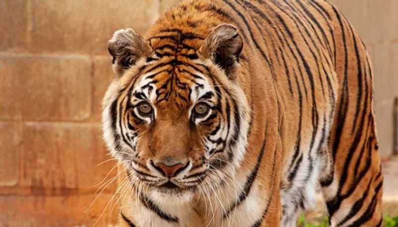 Bengali the tiger is confirmed as the worlds oldest in captivity