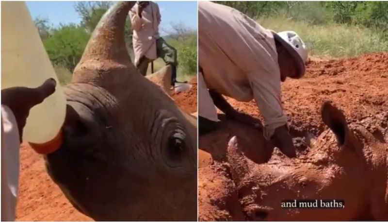 Baby rhino drinks milk from bottle, enjoys mud bath