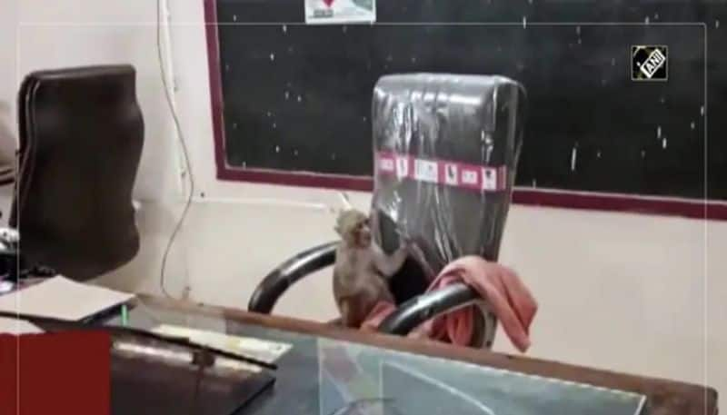 Monkey Takes Over Principals Chair in a School