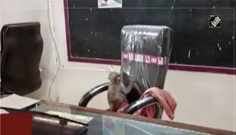 monkey in principals chair video