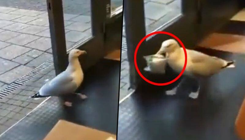 Watch Seagull walks into store, steals bag of chips (Viral Video) - gps