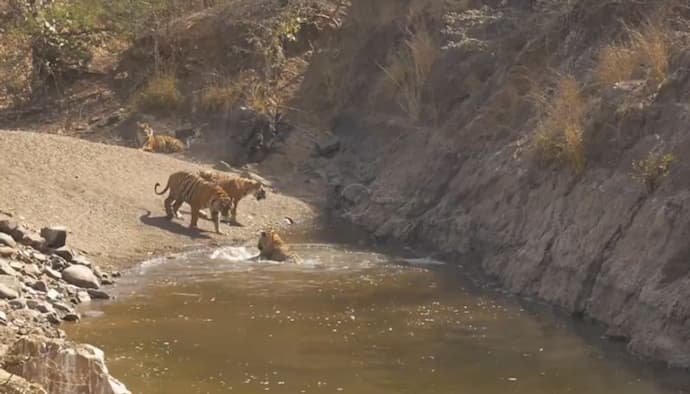 Watch: Tiger enjoys bathing in waterhole; netizens delighted watching it