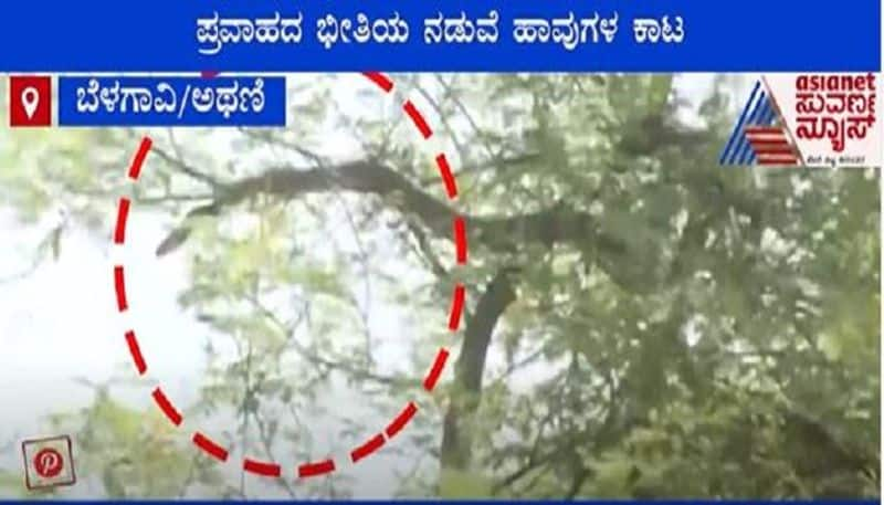 Aftermath of Floods Belagavi Villagers Live in Fear of Snakes video Mah